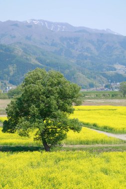 Ağaçlı ve ağaçlı güzel bir manzara.