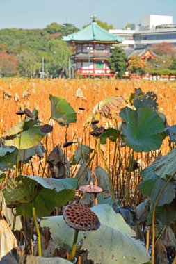Renkli ağaçlarla dolu güzel sonbahar manzarası