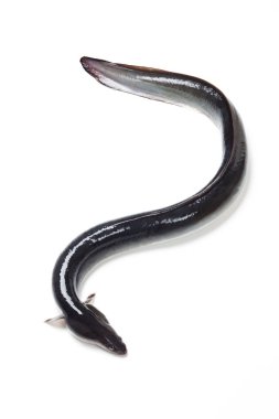 Siyah yılan balığı beyaz arkaplanda izole edildi