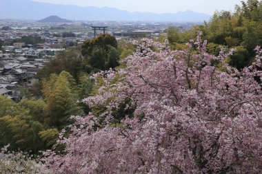 İlkbaharda çiçek açan güzel ağaçlar ve şehir manzarası     