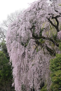 Bahar parkında çiçek açan güzel ağaçlar     