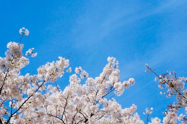 Ağaç dallarında güzel kiraz çiçekleri