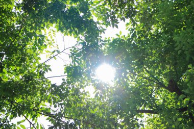 Parkta yeşil yapraklı ağaçlar, alt manzara 