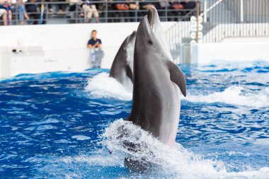 Mavi suda zıplayan yunuslar