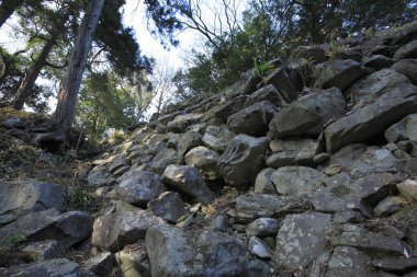 Büyük taşlar sık ormandaki ağaçların altında duruyor.