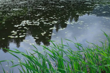 Göl suyu yüzeyi ve yeşil çimen 