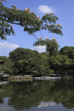Yaz parkındaki gölde tahta çardak.