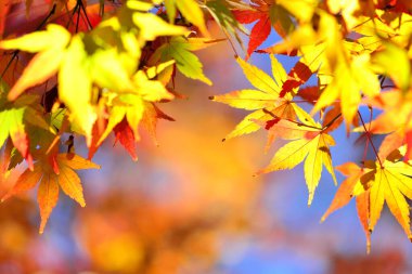 Kırmızı akçaağaç yaprakları sonbahar mevsiminde