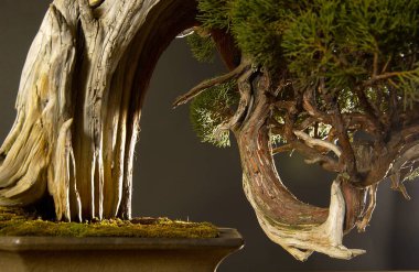 Karmaşık bonsai ağaçlarının kökleri ve dalları