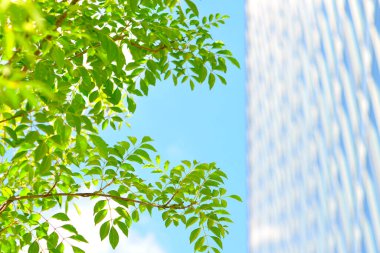Şehirdeki yeşil yaprakların ve modern mimarinin düşük açılı görüntüsü 