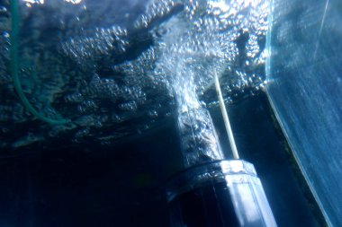 Akvaryumdaki hava pompasından çıkan oksijen kabarcıkları