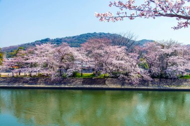 Japonya ağaçlarda kiraz çiçeği