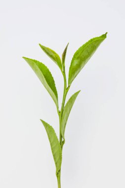 Beyaz arkaplanda yeşil çay yaprakları