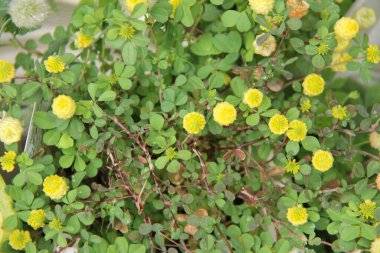 kapalı - çiçekler, seçici odak