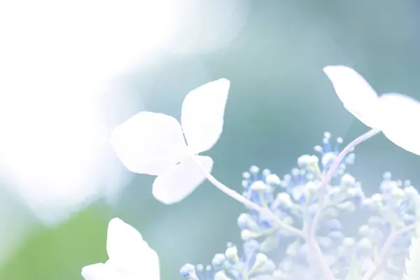 Летние Цветы Саду Крупный План — стоковое фото