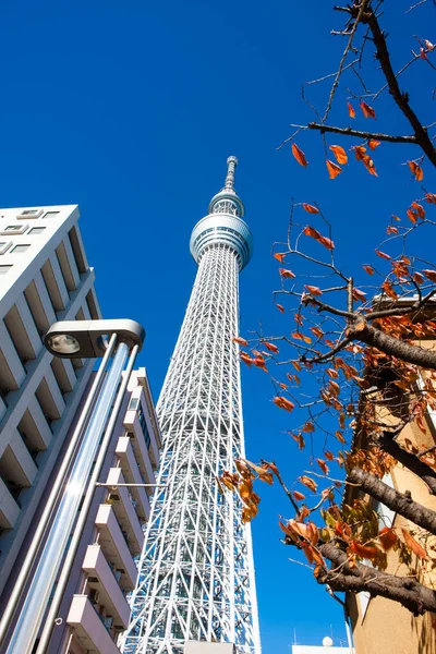 Tokyo Skytree Widok Wieży Górę Dolny Widok Tokio Drzewa Nieba — Zdjęcie stockowe