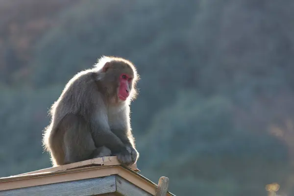 Ahşap Çatıda Oturan Şirin Bir Maymun Yaklaş — Stok fotoğraf