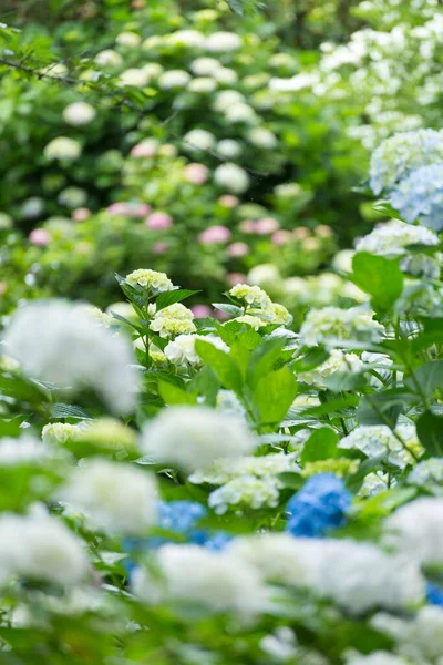 Mooie Hortensia Bloemen Bloeien Tuin Close — Stockfoto