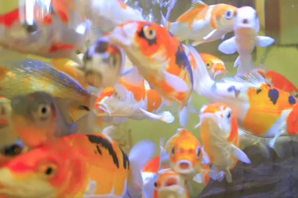 Aquarium Fish Water — Stock Photo, Image