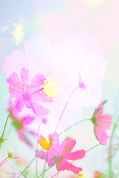 Vue Rapprochée Belles Fleurs Cosmos Dans Jardin — Photo