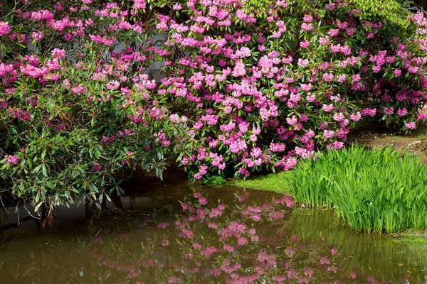 Krásná Zahrada Zelenými Stromy Fialovými Květy — Stock fotografie