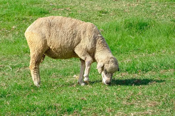 Mouton Dans Une Prairie Campagne Sur Fond Nature — Photo