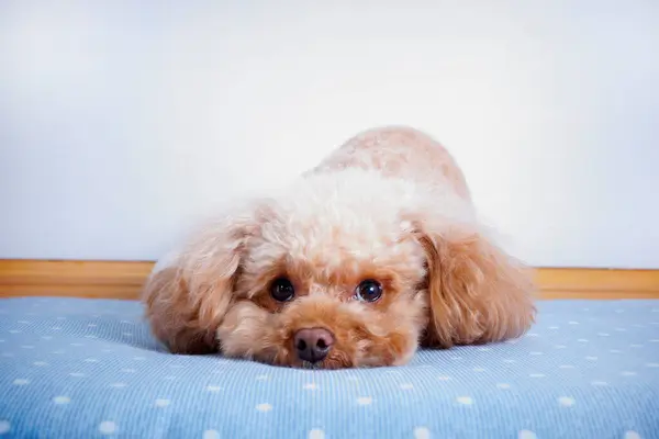 可愛い犬の肖像画 小さな子犬のクローズアップ — ストック写真