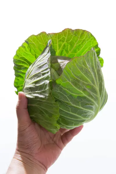 Beyaz Arka Planda Taze Yeşil Lahana Tutan Eller Sağlıklı Gıda — Stok fotoğraf