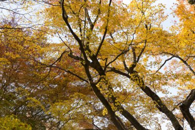 Ormandaki ağaç dallarında sonbahar yaprakları, alçak açı.