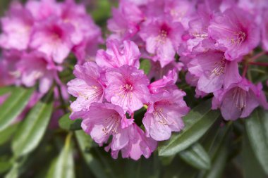 Güneş ışığında mor çiçekler, yakın çekim manzarası. 