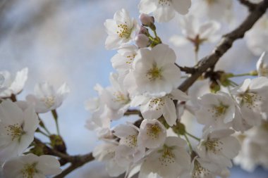 Baharda bahçede çiçek açan güzel ağaçların yakın görüntüsü.     