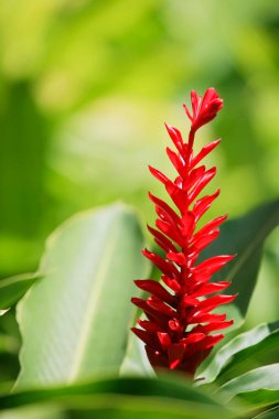 Açık büyüyen renk çiçekler yakın