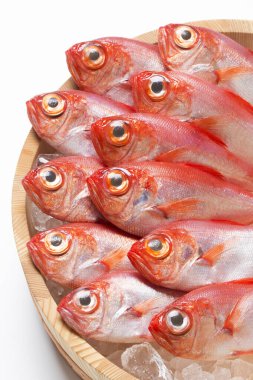 Buzda taze kırmızı balık, Beryx ihtişamı