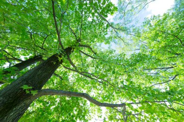 yeşil yapraklar ve gökyüzü arkaplanı