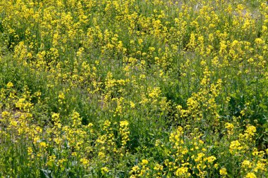 Sarı çiçekler tarlada