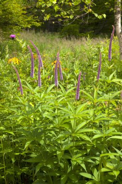 güzel çiçekler, görünümü kapatın