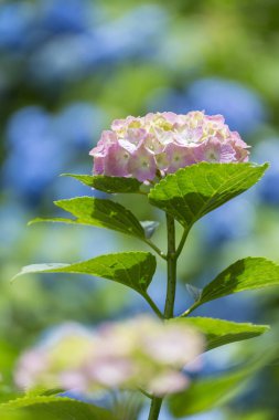 Bahçede açan güzel ortanca çiçekleri, yakın plan