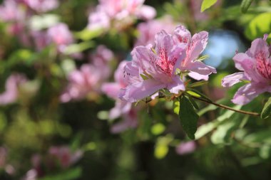 Bahçedeki güzel pembe çiçekler