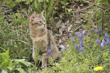 Bahçedeki çimlerin üzerinde tekir kedi