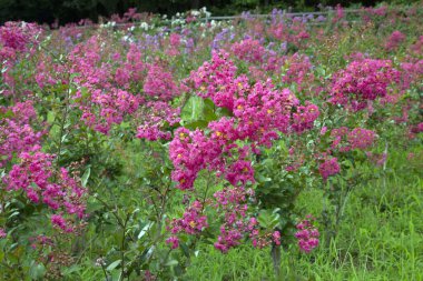 Bahçede çiçek açan leylak.