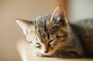 Masada uyuyan sevimli kedi yavrusu portresi 