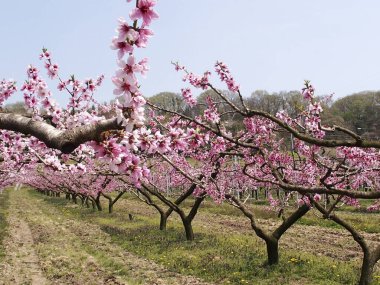 Gündüz kiraz ağaçları