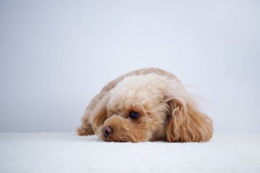 Beyaz arka planda izole edilmiş şirin köpeğin yakın plan fotoğrafı. 