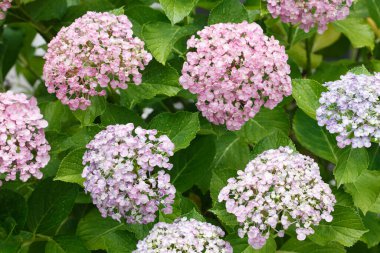 Bahçede yaz çiçekleri, yakın plan