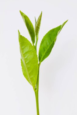 Beyaz arkaplanda yeşil çay yaprakları