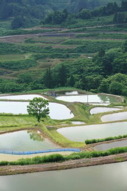 Dağlarda yeşil pirinç tarlaları