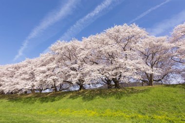 Bahar bahçesinde güzel kiraz çiçekleri       