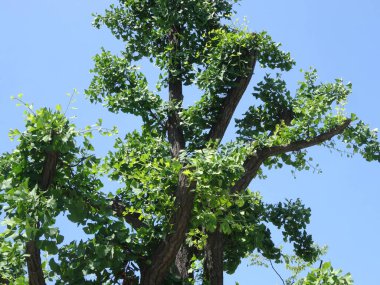Mavi arkaplanda yeşil yapraklı ağaç dallarının düşük açılı görünümü    