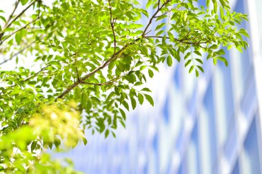 Şehirdeki yeşil yaprakların ve modern mimarinin düşük açılı görüntüsü 