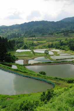 Dağlarda yeşil pirinç tarlaları